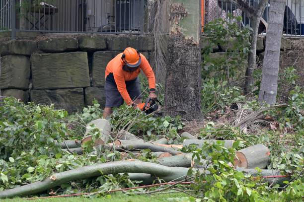 Best Tree Cutting Near Me  in Ele, AR